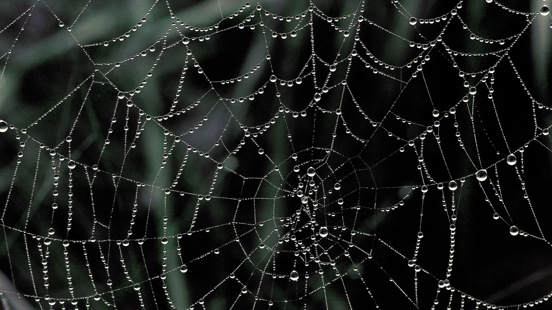 Spider Web Wallpaper Hd , HD Wallpaper & Backgrounds