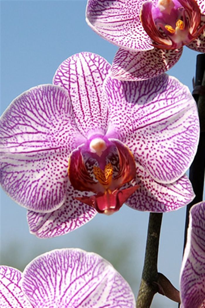 Orchid Wallpaper For Iphone , HD Wallpaper & Backgrounds