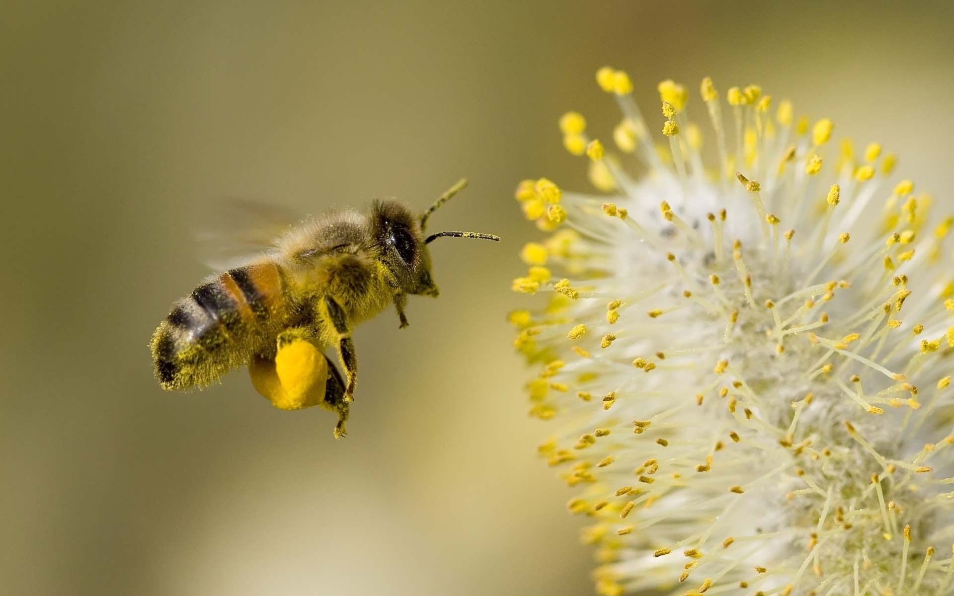 Honey Bee Wallpaper Px, - Honey Bee , HD Wallpaper & Backgrounds