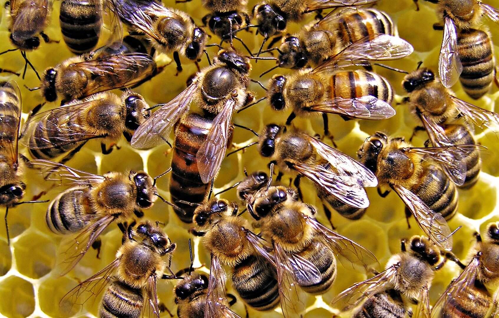 Queen Honey Bee Wallpaper E - Colony Of Honey Bees , HD Wallpaper & Backgrounds