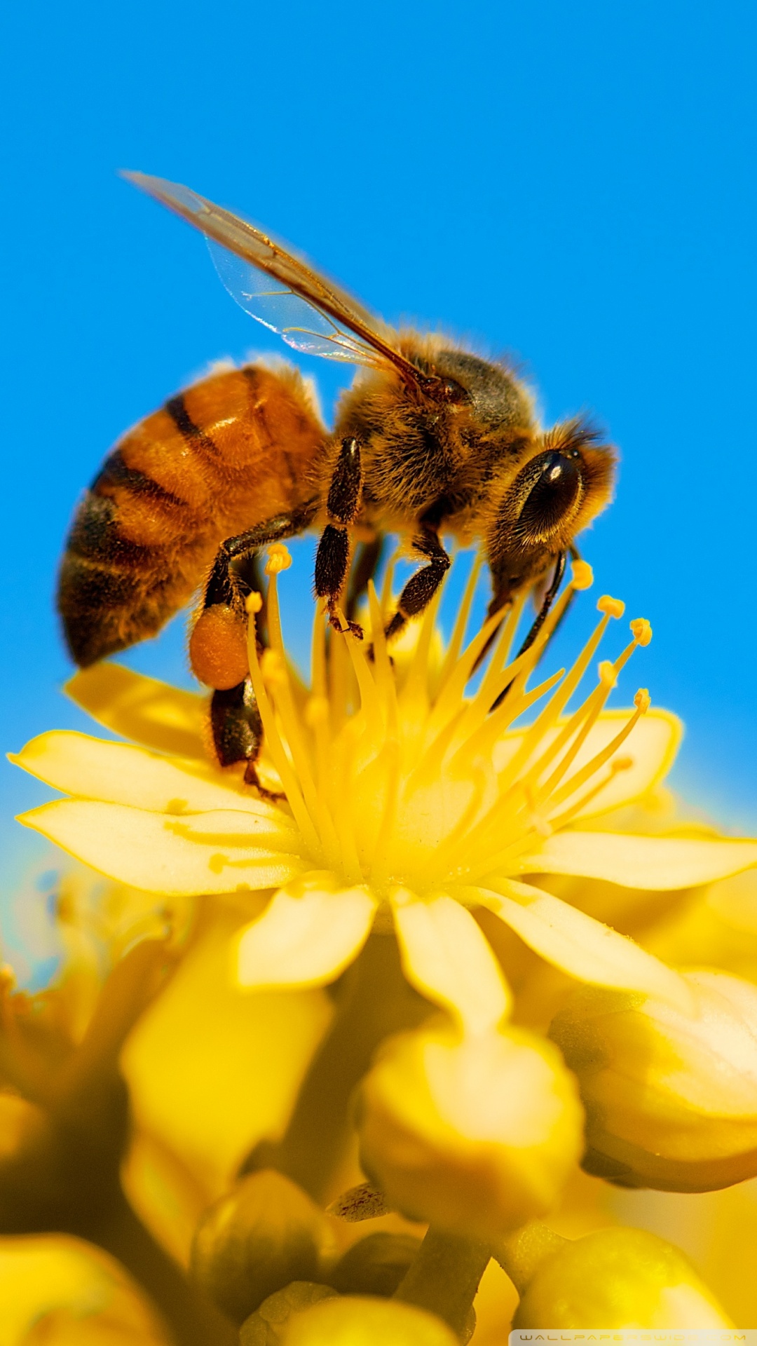 Honey Bee And Flowers , HD Wallpaper & Backgrounds