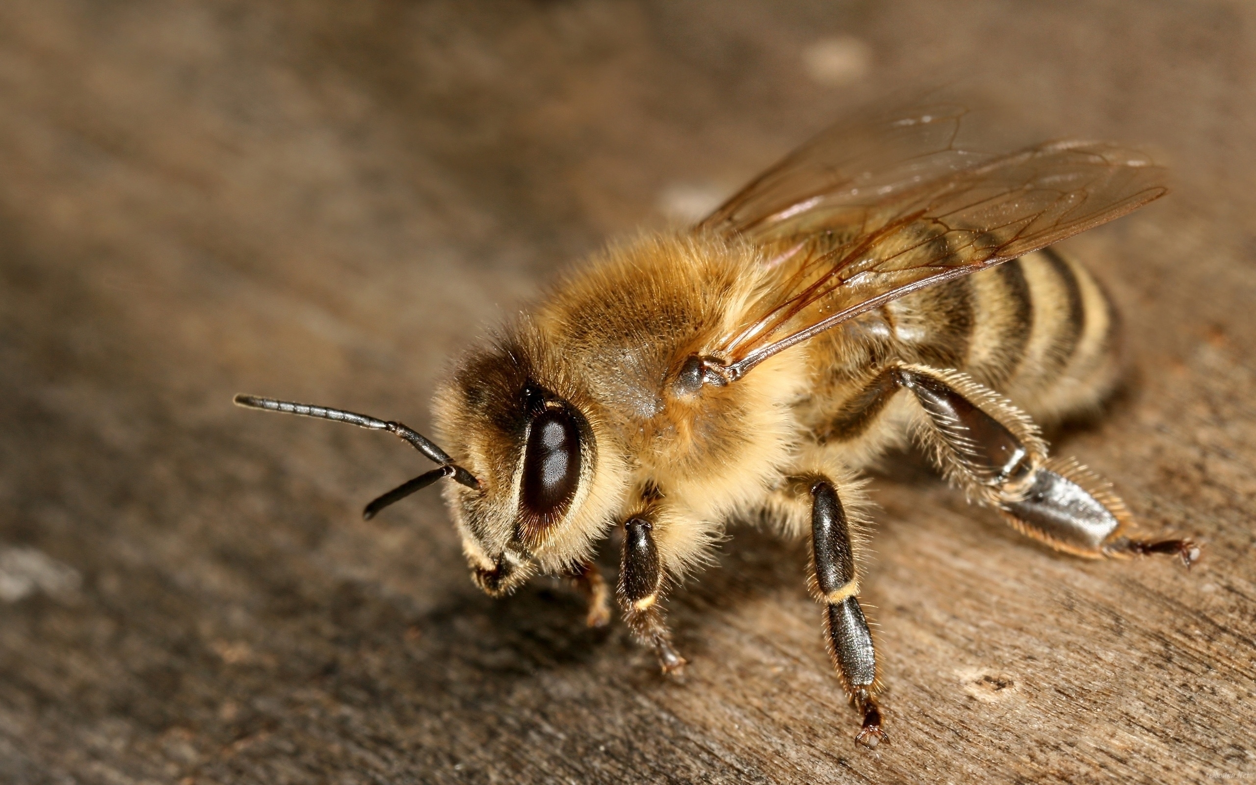 Honey Bee , HD Wallpaper & Backgrounds
