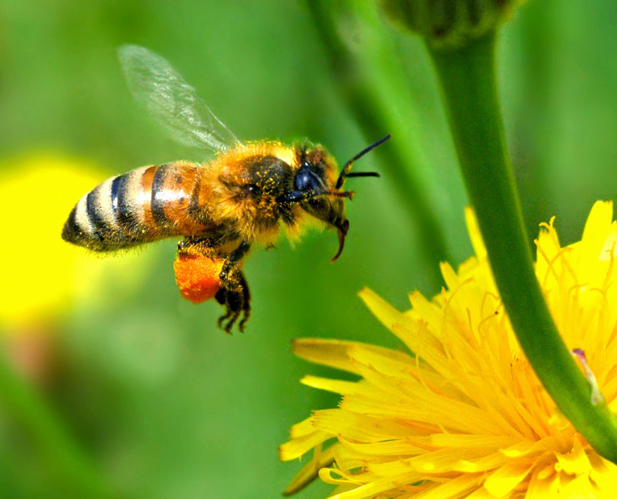 Honey Bee Wallpaper - Honey Bee Images Hd Download , HD Wallpaper & Backgrounds