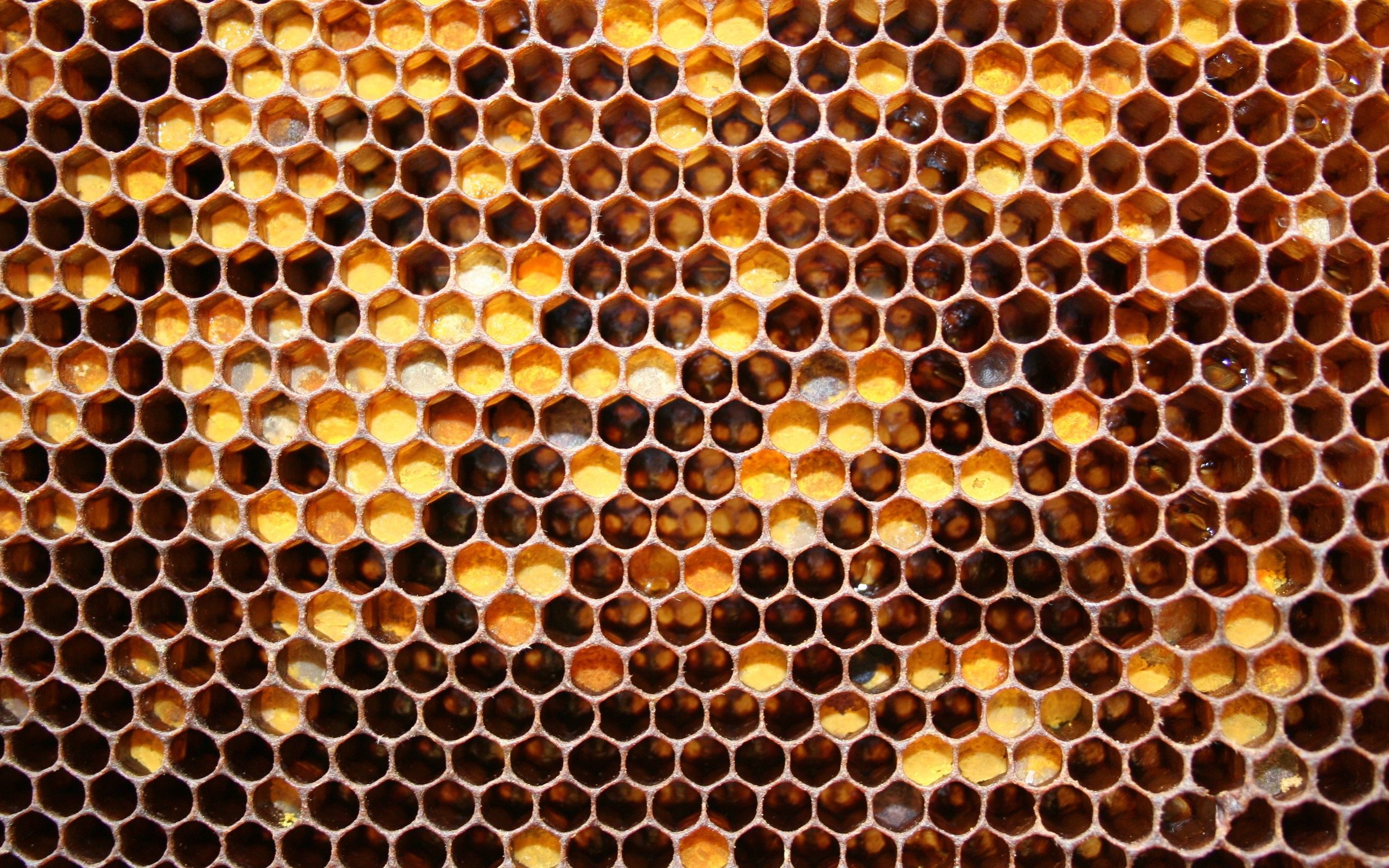 Bee Hive , HD Wallpaper & Backgrounds