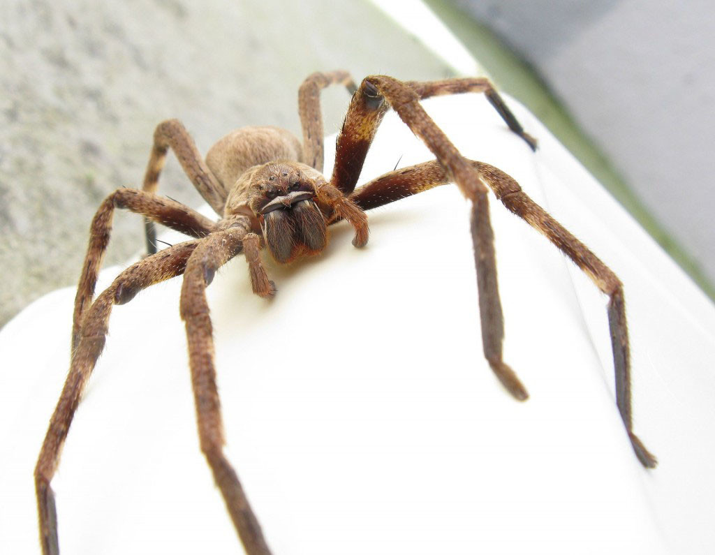 Scary Spider Moving Hd Wallpapers Daily Backgrounds - Big Scary Spider , HD Wallpaper & Backgrounds
