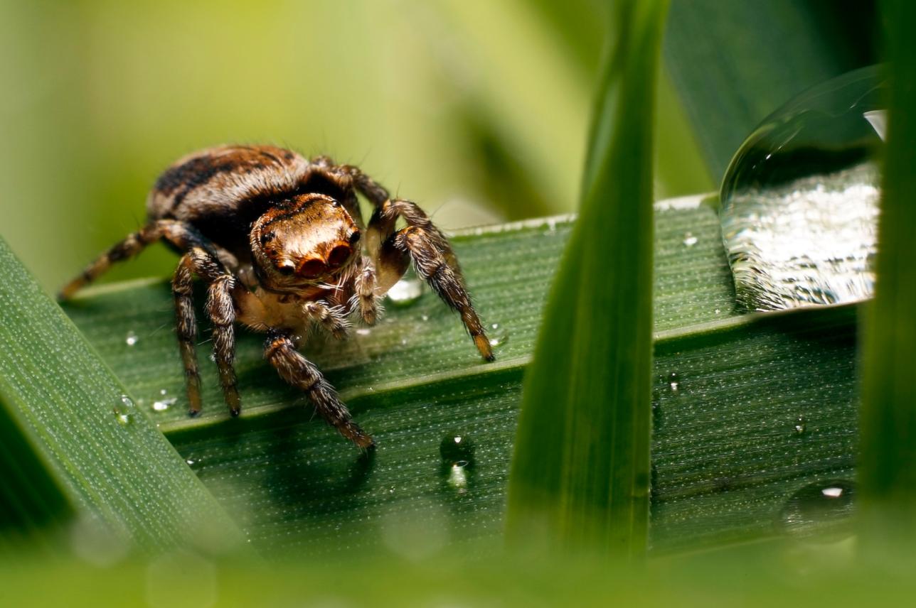 Spider World Animated Wallpaper Preview - Moving Spider , HD Wallpaper & Backgrounds