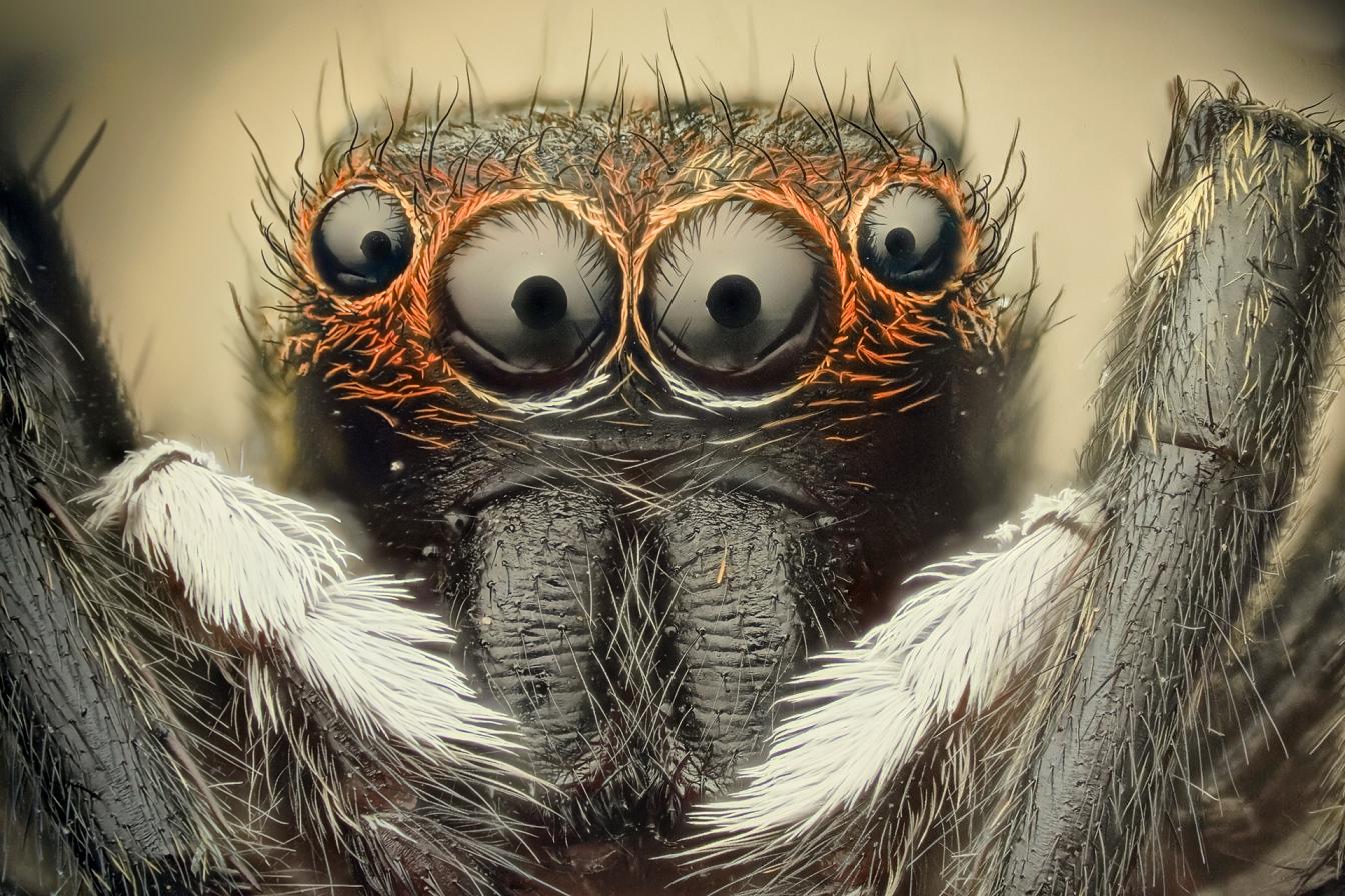 Download Spider World Animated Wallpaper Desktopanimatedcom - June Bug Up Close Face , HD Wallpaper & Backgrounds
