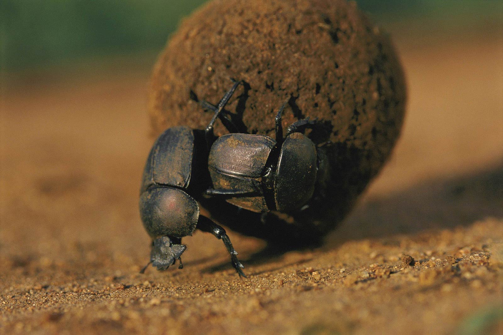 Free Dung Beetle Wallpaper Wallpapers Download - Dung Beetle Free , HD Wallpaper & Backgrounds