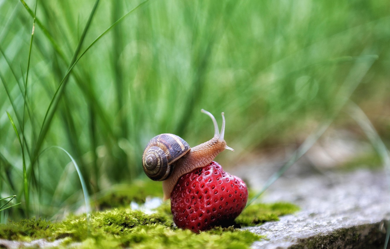 Photo Wallpaper Grass, Photo, Snail, Strawberry - Lymnaeidae , HD Wallpaper & Backgrounds