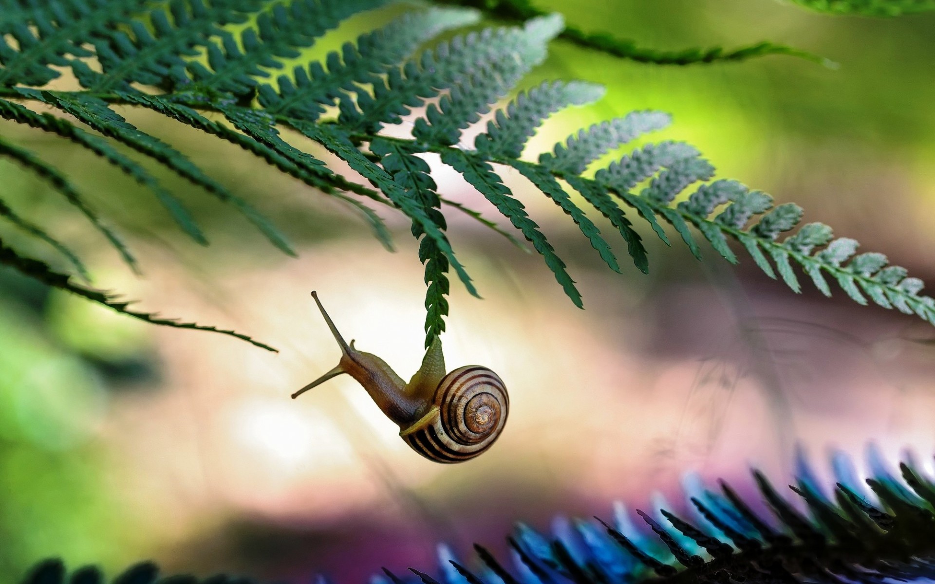 Snail On Fern , HD Wallpaper & Backgrounds