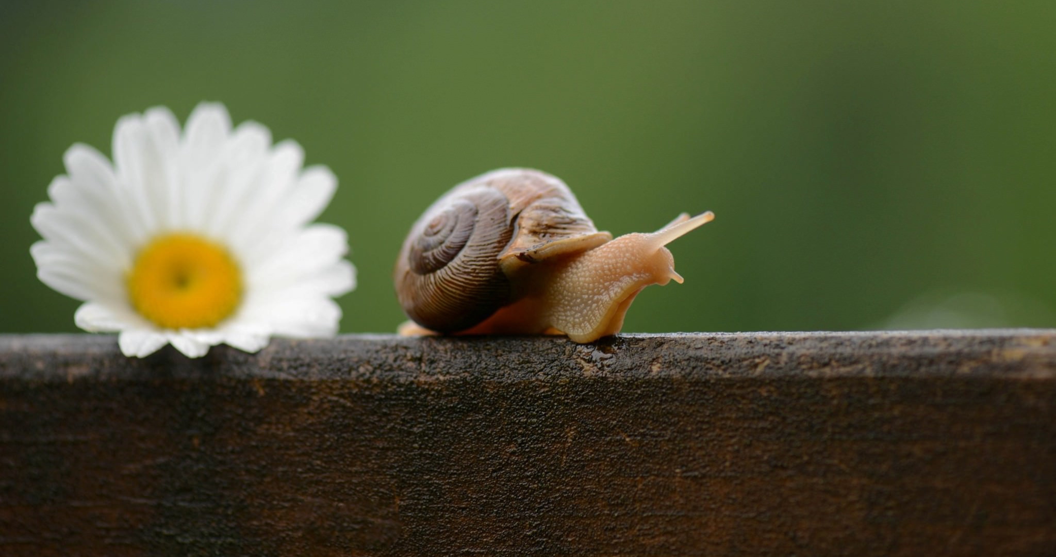 Snail Wallpaper (#3260943) - HD Wallpaper & Backgrounds Download