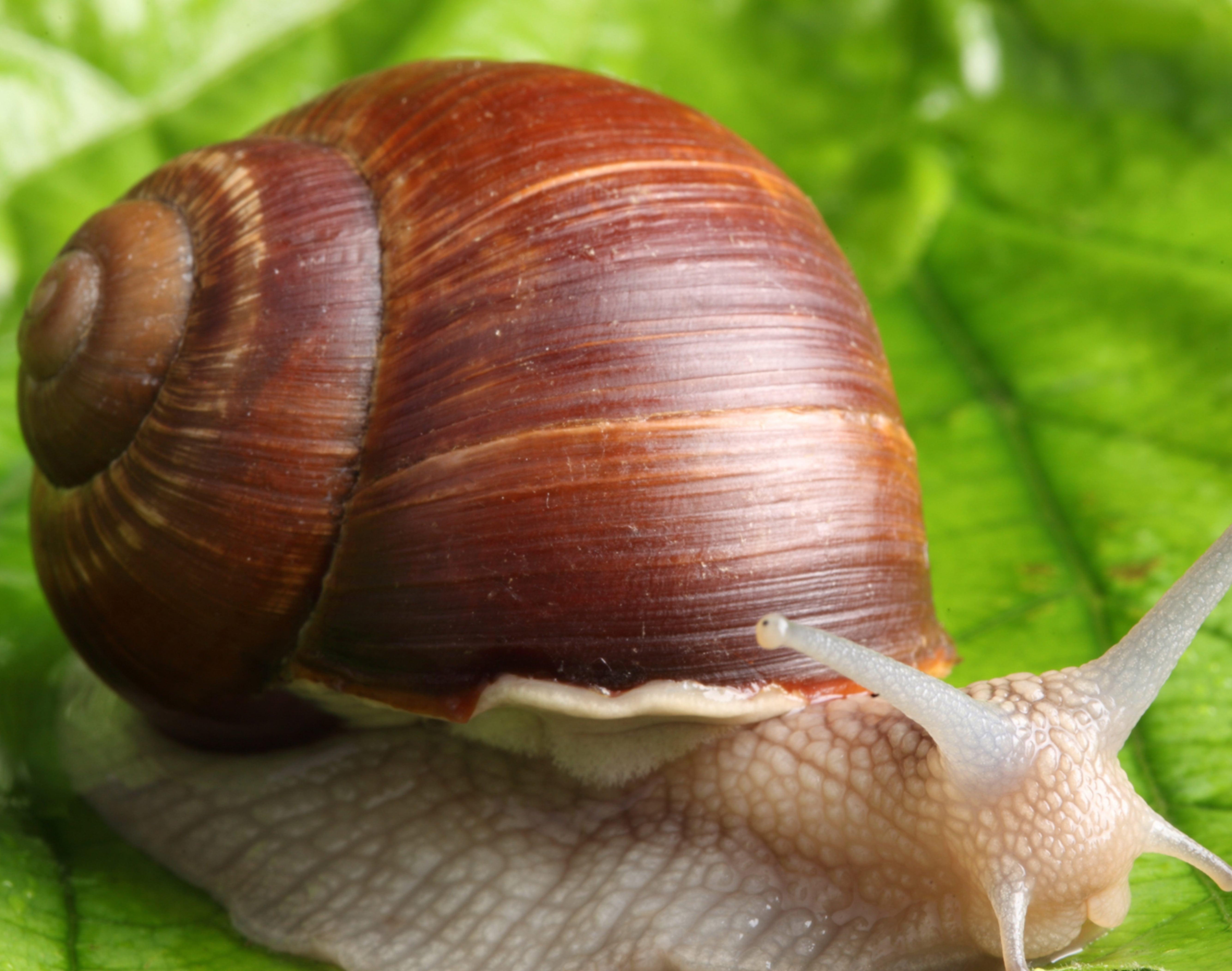 Snail Hd , HD Wallpaper & Backgrounds