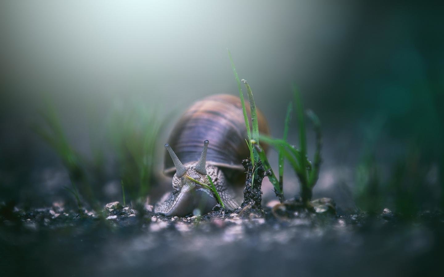 Free Snail High Quality Wallpaper Id - Macro Photography , HD Wallpaper & Backgrounds