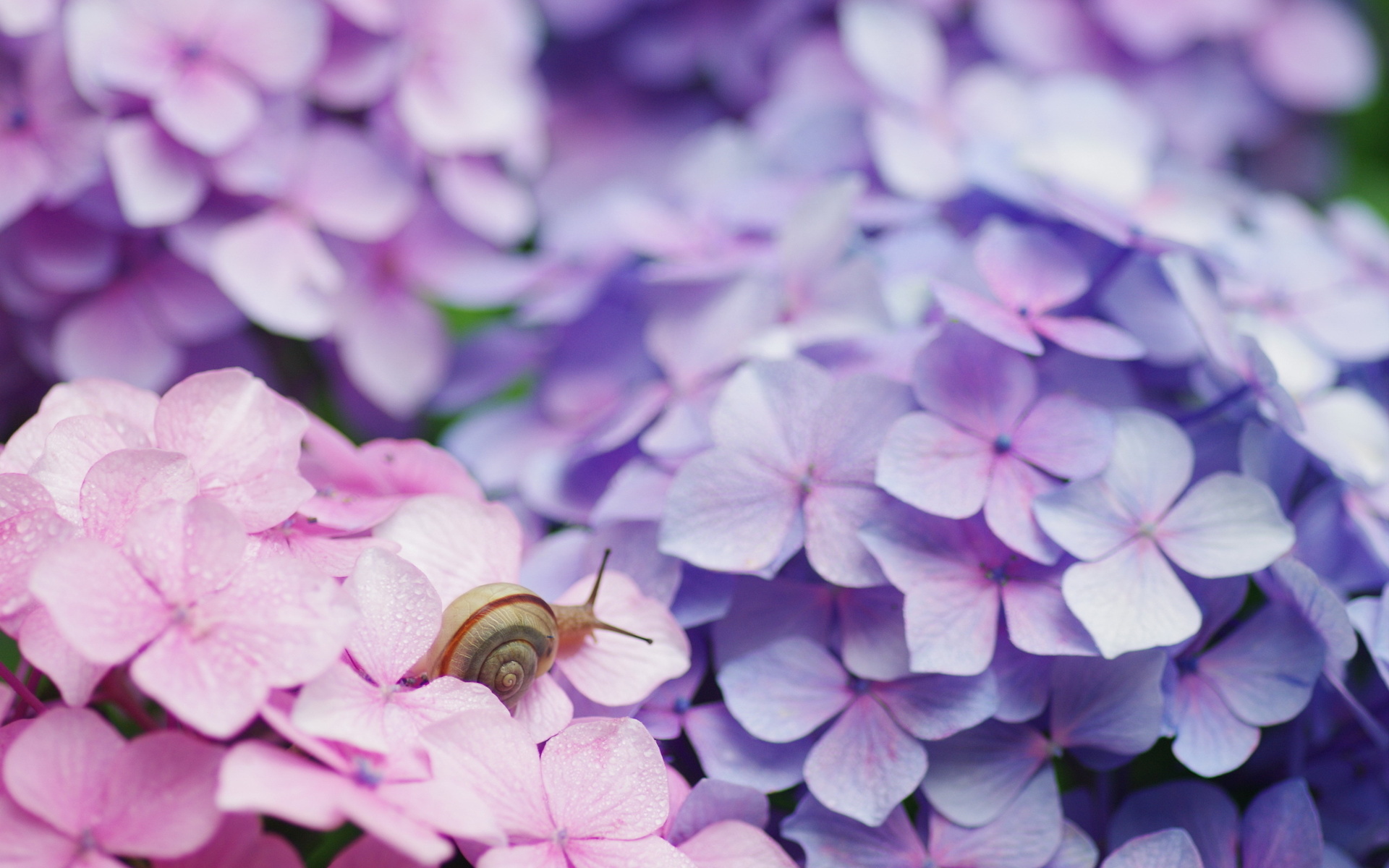 Pretty Snail Wallpaper - Hydrangea Snail , HD Wallpaper & Backgrounds