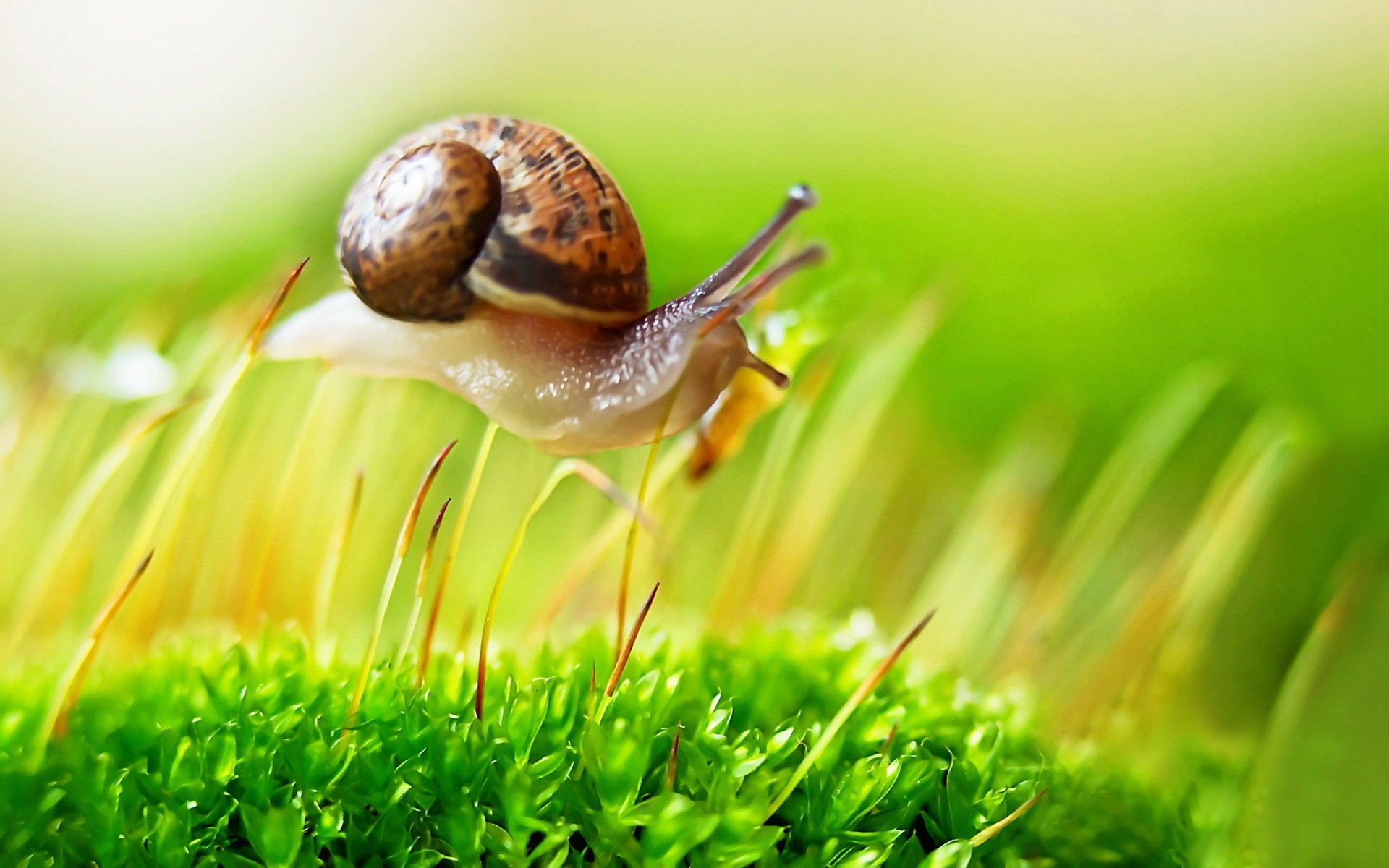 Snail On The Grass - Snail , HD Wallpaper & Backgrounds
