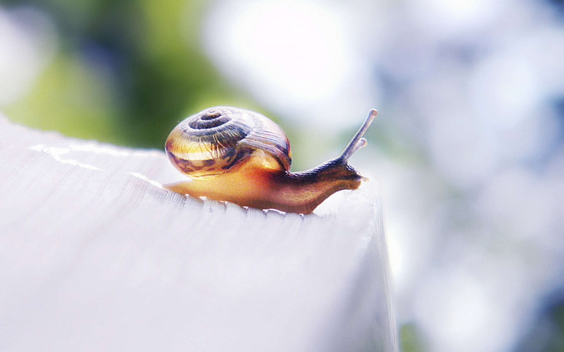 Snail , HD Wallpaper & Backgrounds