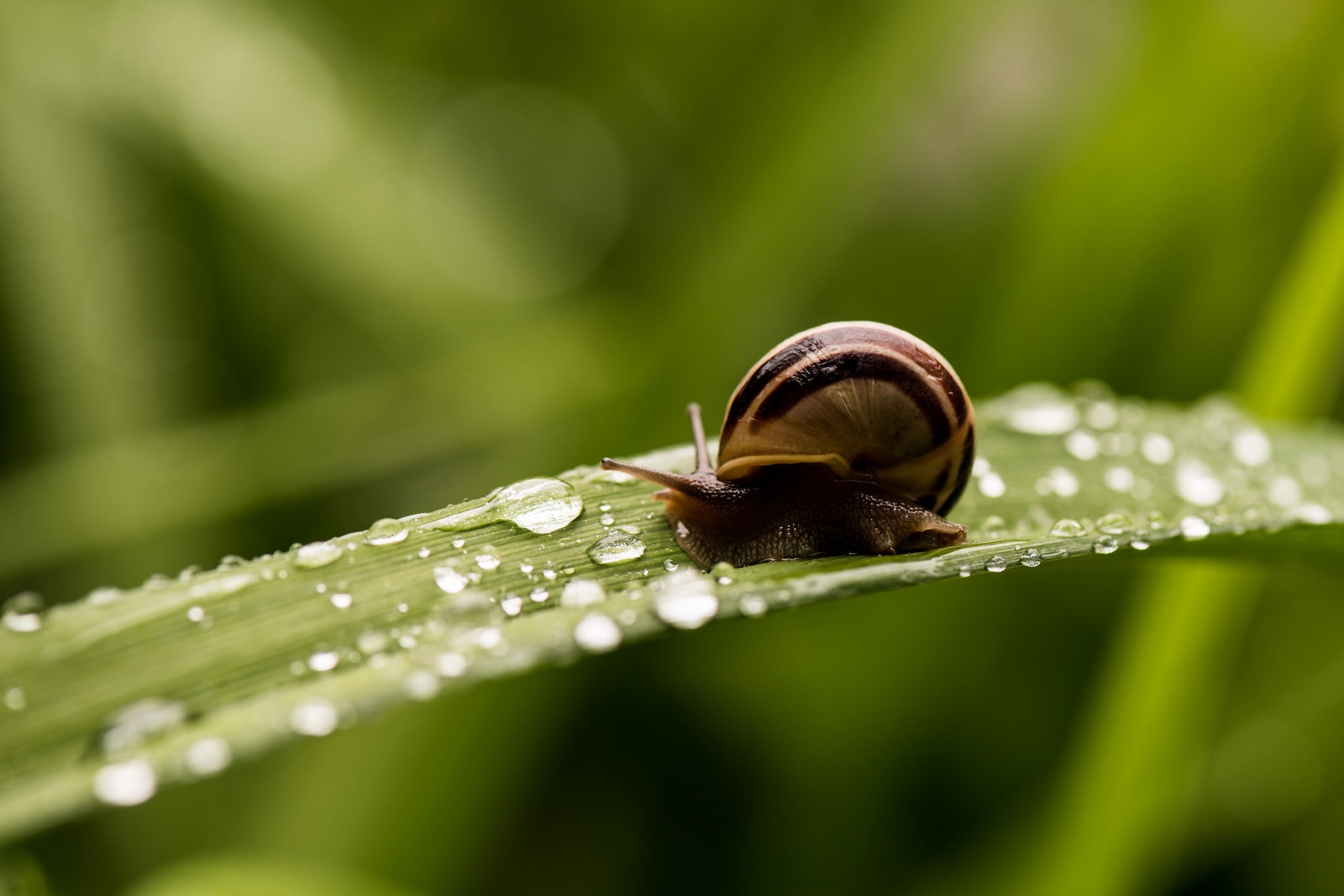 Snail On A Blade Of Grass , HD Wallpaper & Backgrounds
