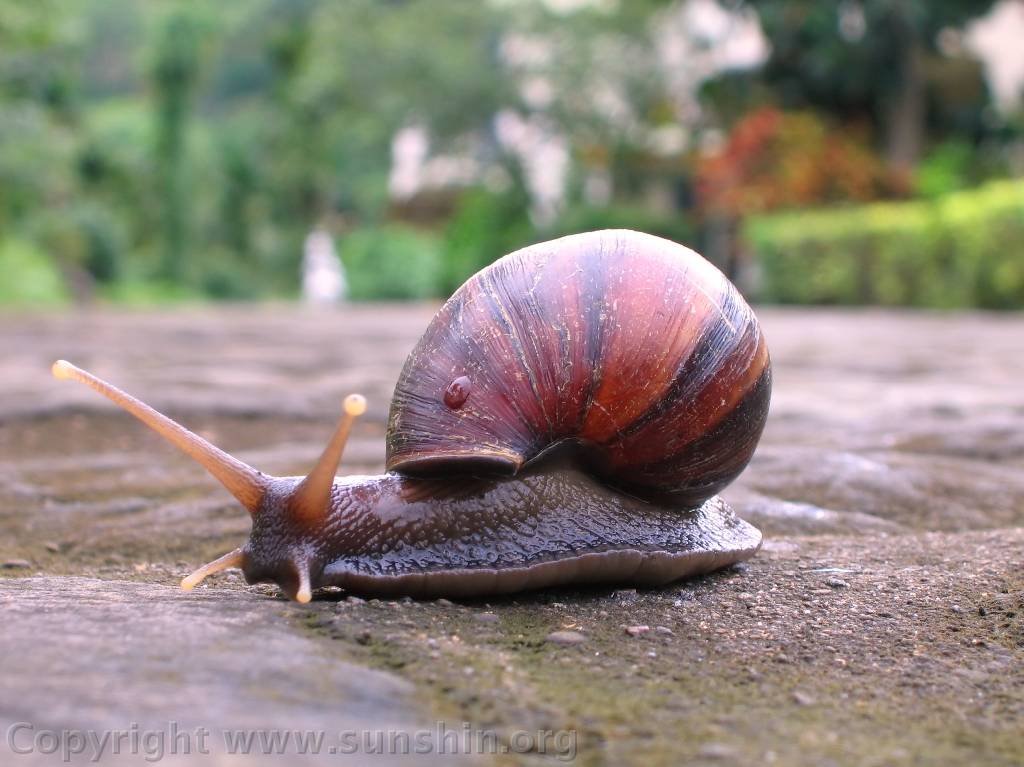 Snail - Animal Snail , HD Wallpaper & Backgrounds