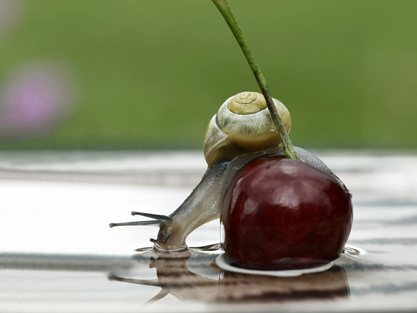 Snail With Cherry , HD Wallpaper & Backgrounds