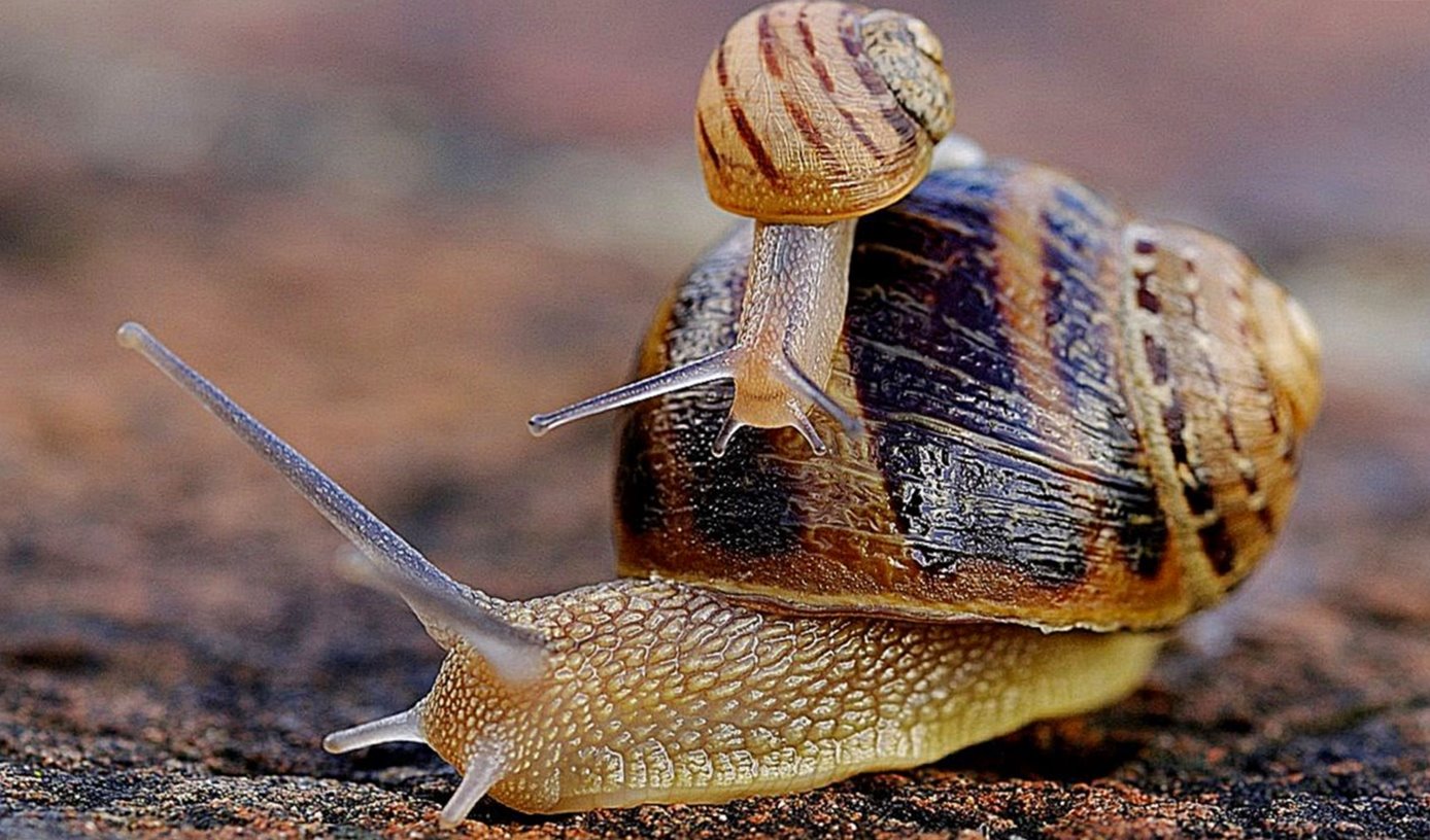 Cute Snail With Baby Snail Wallpaper - Snail , HD Wallpaper & Backgrounds