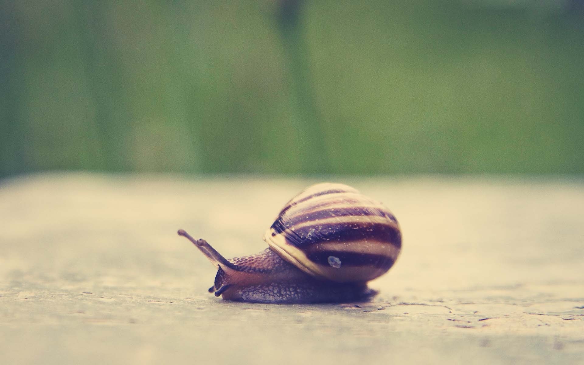 Snail , HD Wallpaper & Backgrounds