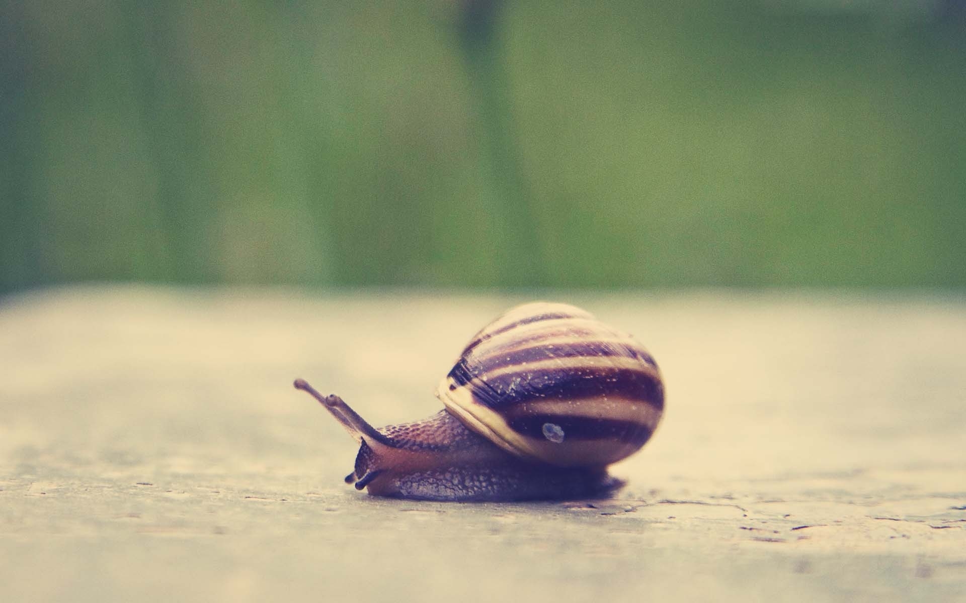 Snail (#3261228) - HD Wallpaper & Backgrounds Download