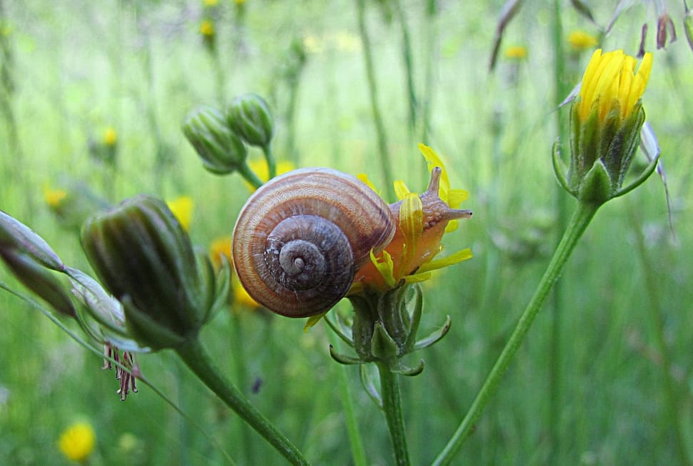 Brown Snail Preview - Frühling Tiere Bilder , HD Wallpaper & Backgrounds