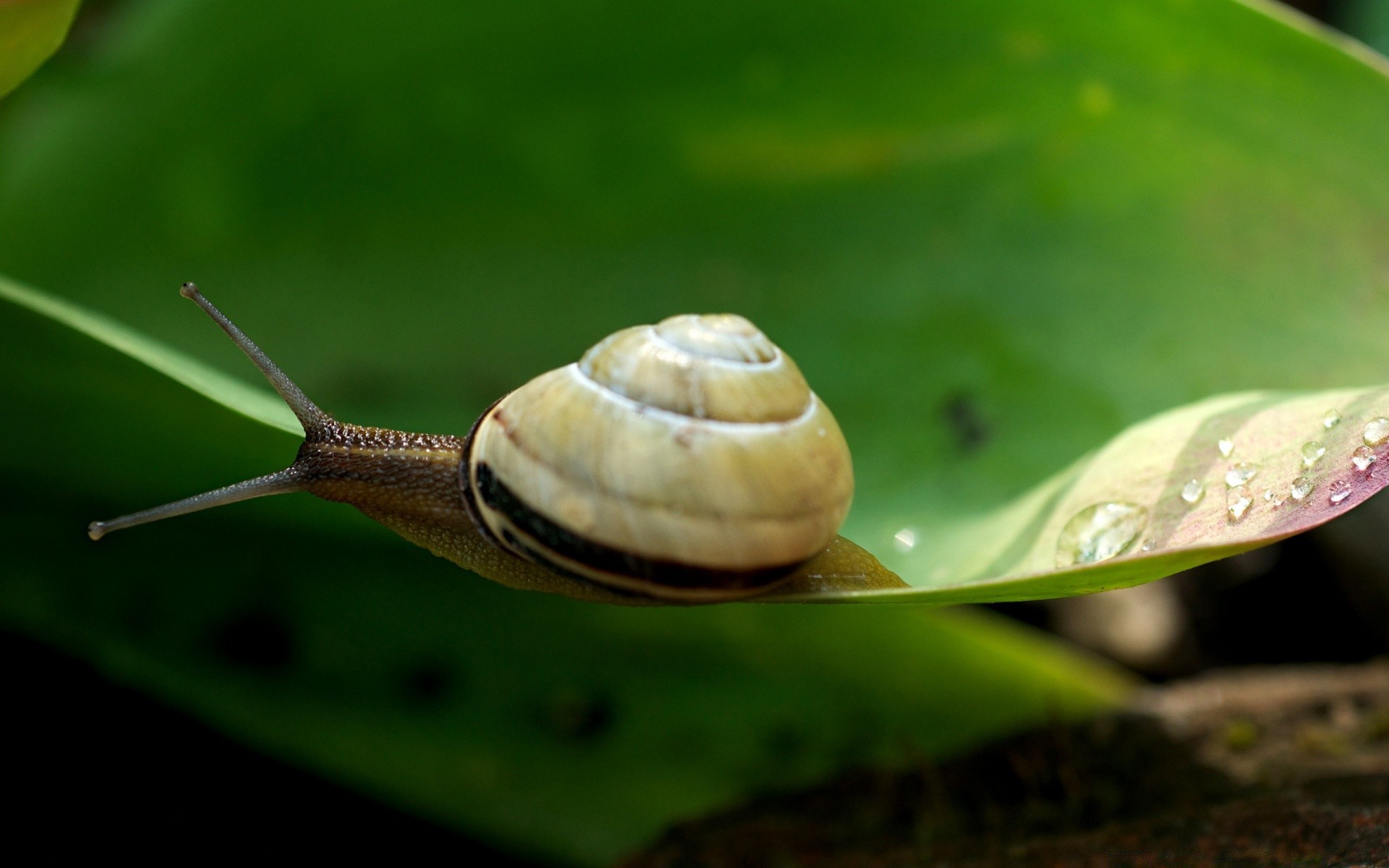 Insects Snail Slow Gastropod Invertebrate Nature Shellfish - Dual Monitor Wallpaper Snails , HD Wallpaper & Backgrounds