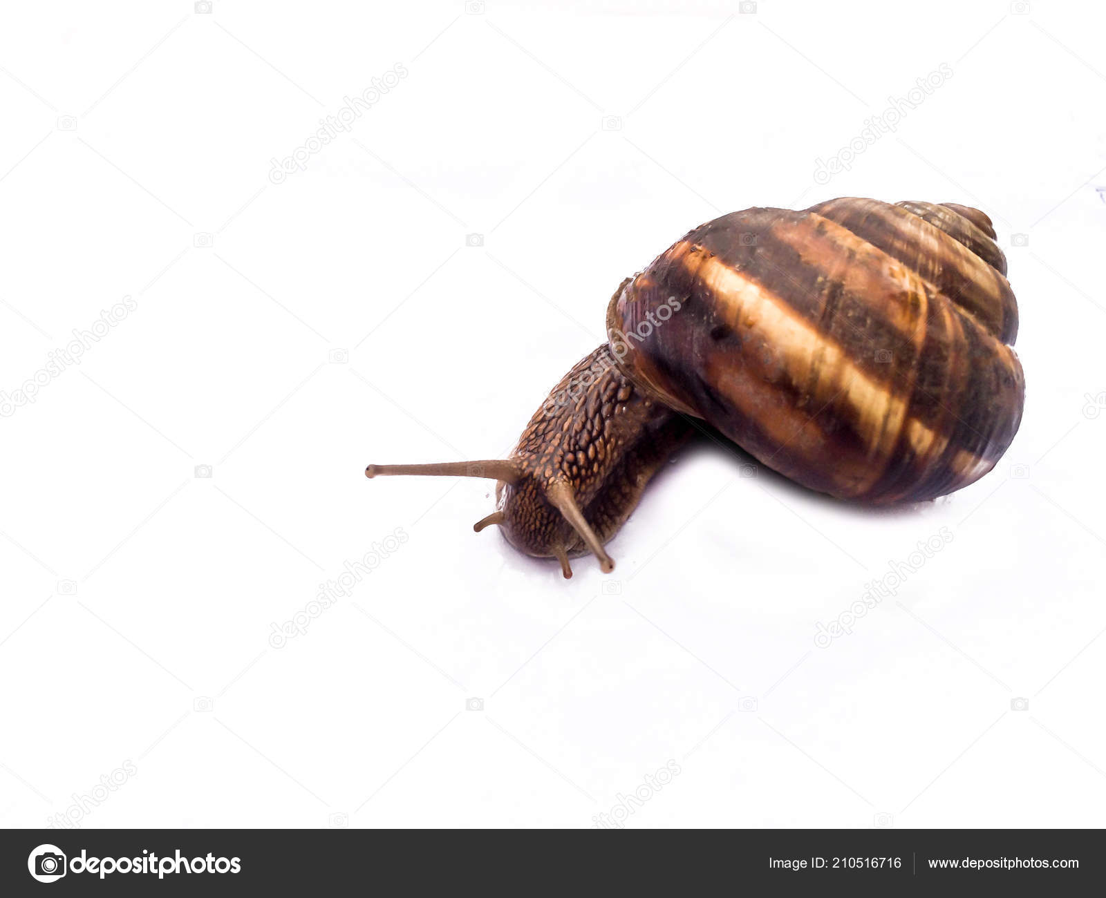 Snail Large Shellfish Dizayna Background Wallpaper - Lymnaeidae , HD Wallpaper & Backgrounds