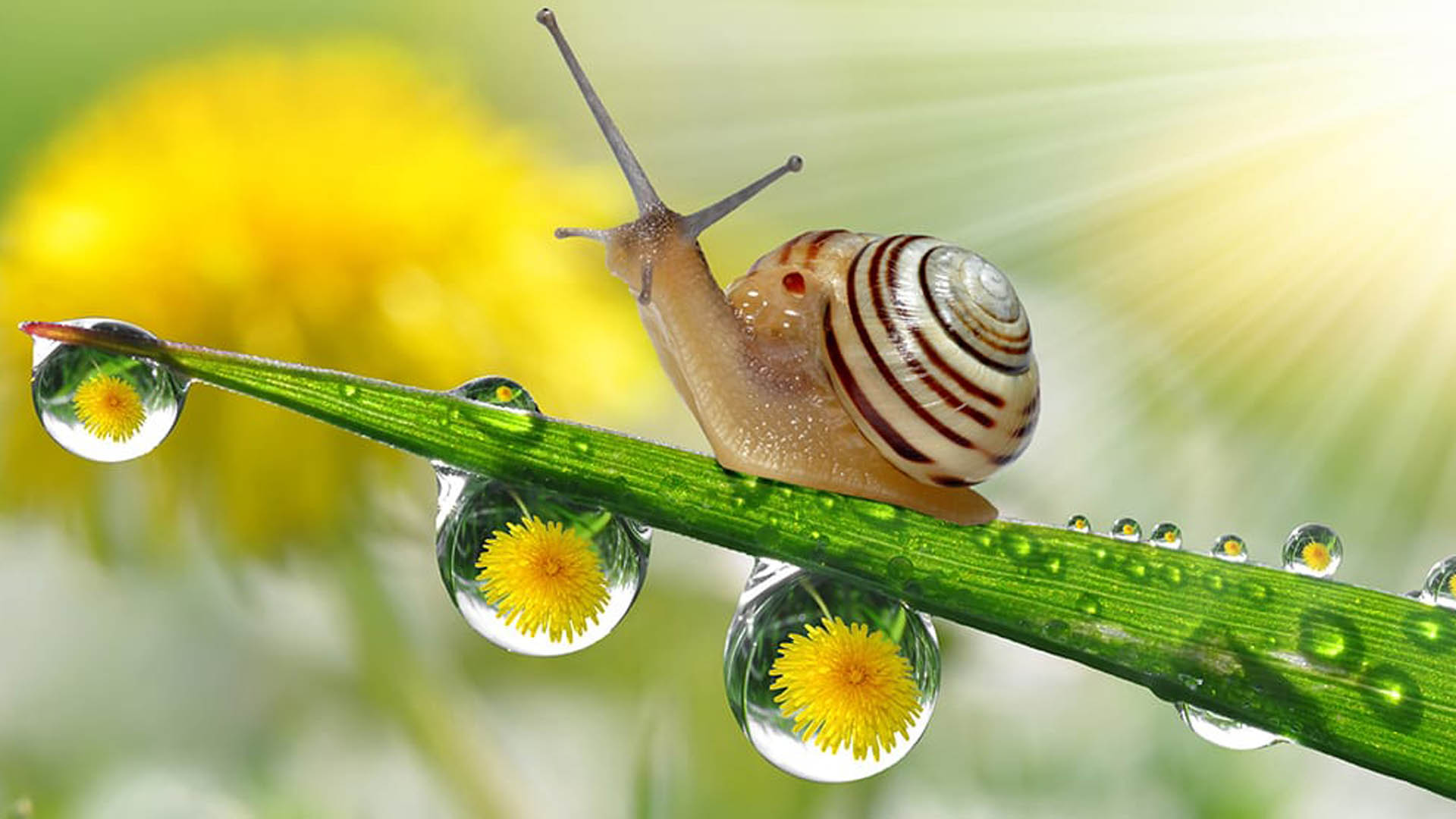 Snails With Water Droplets Up Close Wallpaper Hd , HD Wallpaper & Backgrounds