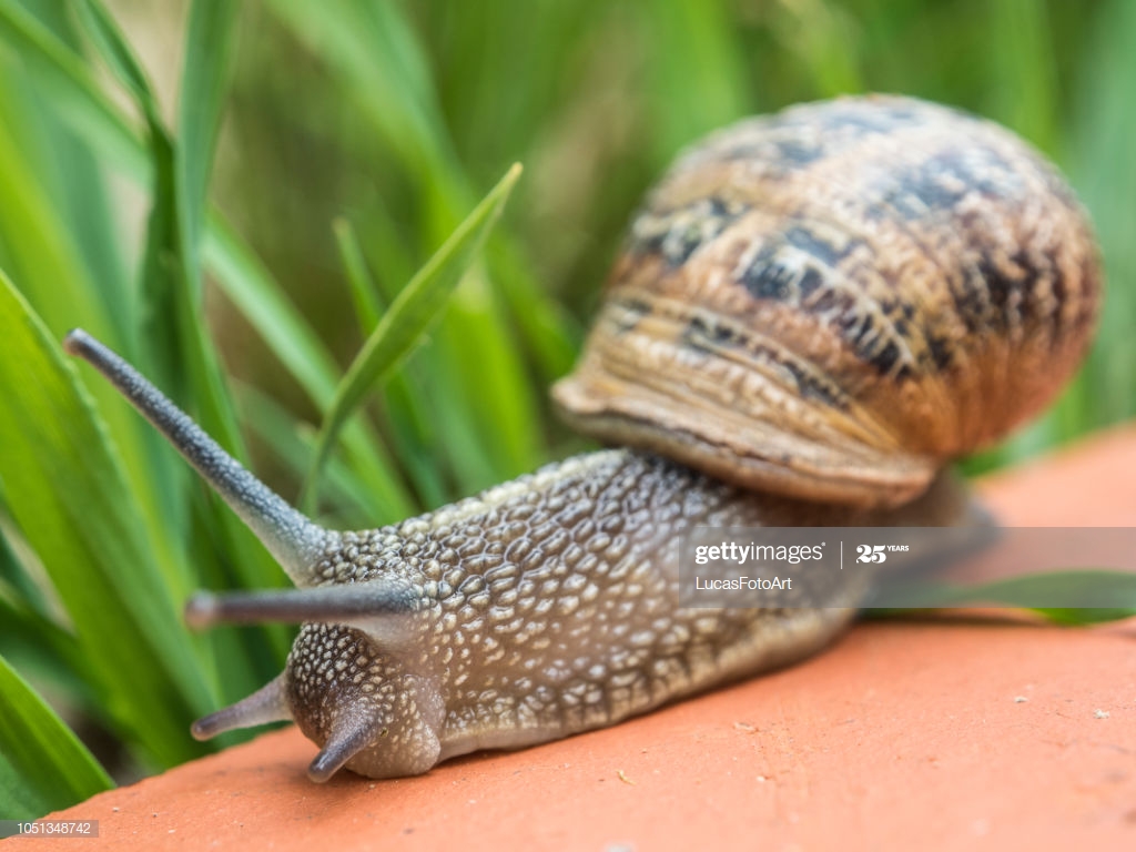 Snail Among The Grass - Lymnaeidae , HD Wallpaper & Backgrounds