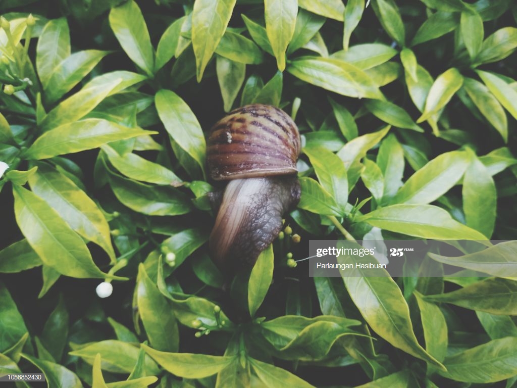 Snail Looking For A Leaves , HD Wallpaper & Backgrounds