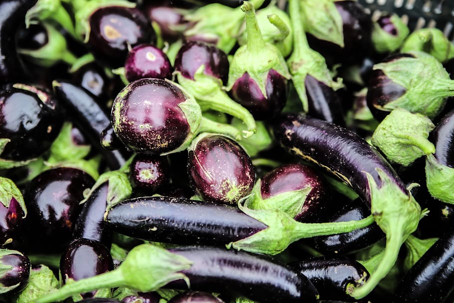 Aubergine, Farm, Vegetable, Organic, Eggplant, Food, - Aubergine Farm , HD Wallpaper & Backgrounds
