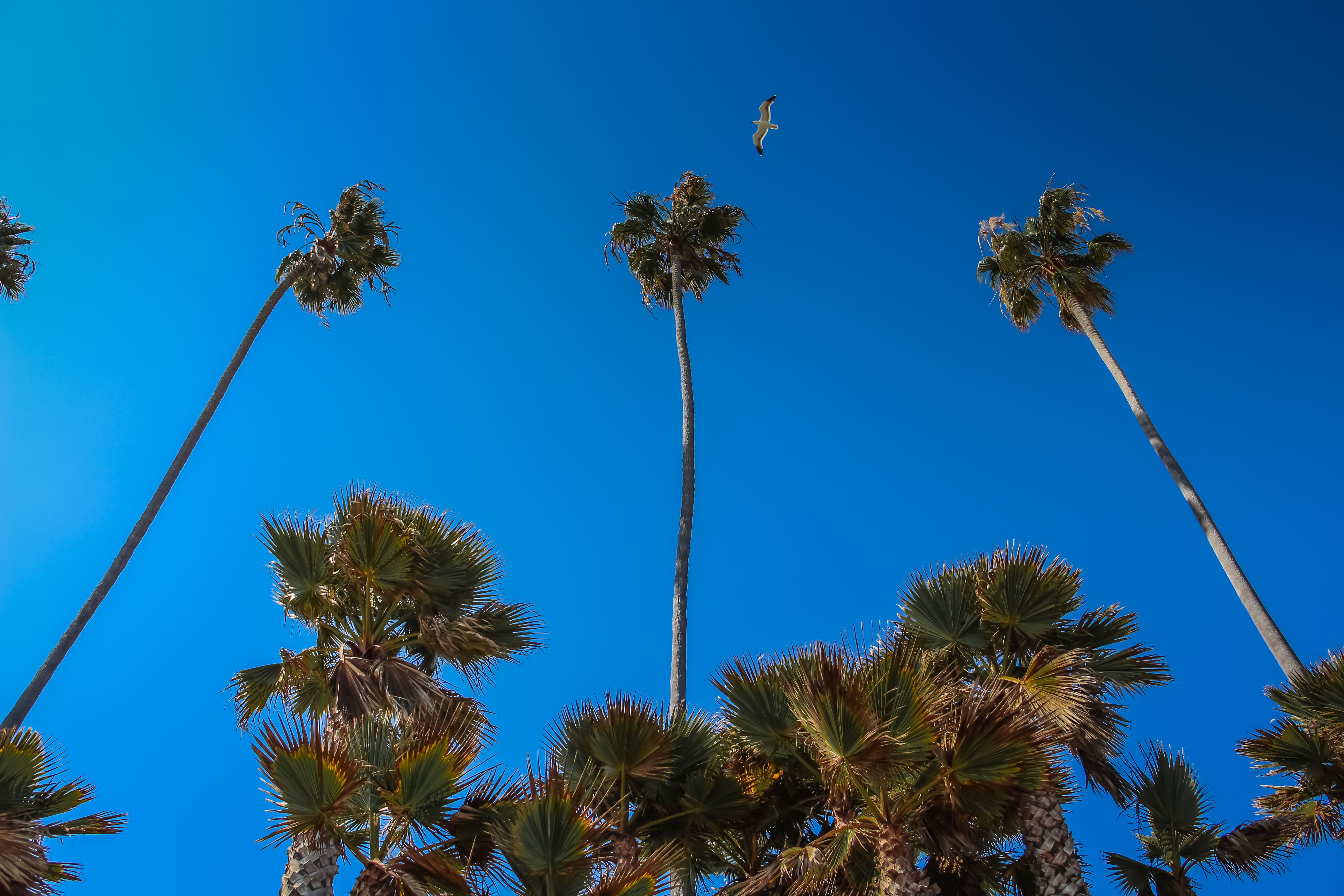 Santa Monica Beach California Wallpaper Full Hd , HD Wallpaper & Backgrounds