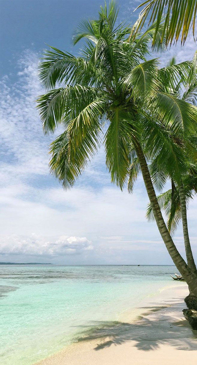 Coconut Tree On The Beach Iphone Wallpaper - Coconut Tree Wallpaper Iphone , HD Wallpaper & Backgrounds