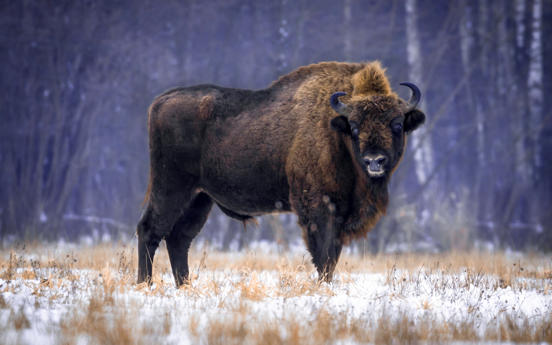 Wallpaper Of Animal, American Bison, Wildlife Background - Bison Background , HD Wallpaper & Backgrounds