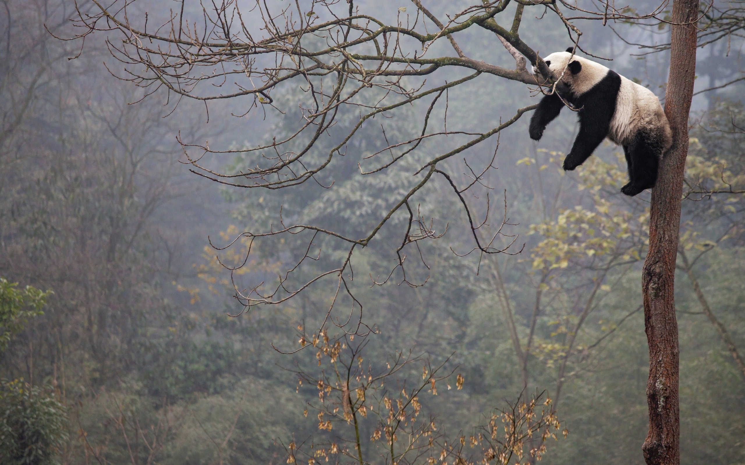 Wallpaper Of Animal, Panda, Wildlife, Trees Background - Sleeping On A Tree Panda , HD Wallpaper & Backgrounds