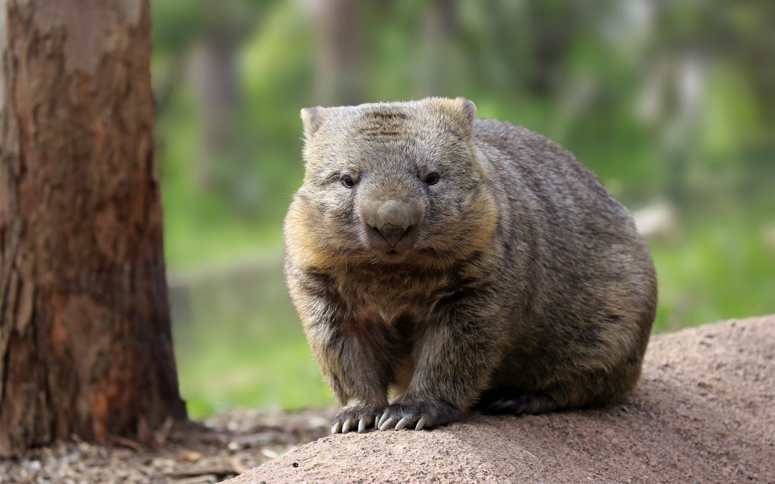 Wallpaper Australian Wombat, Wildlife - Wombat Poop , HD Wallpaper & Backgrounds