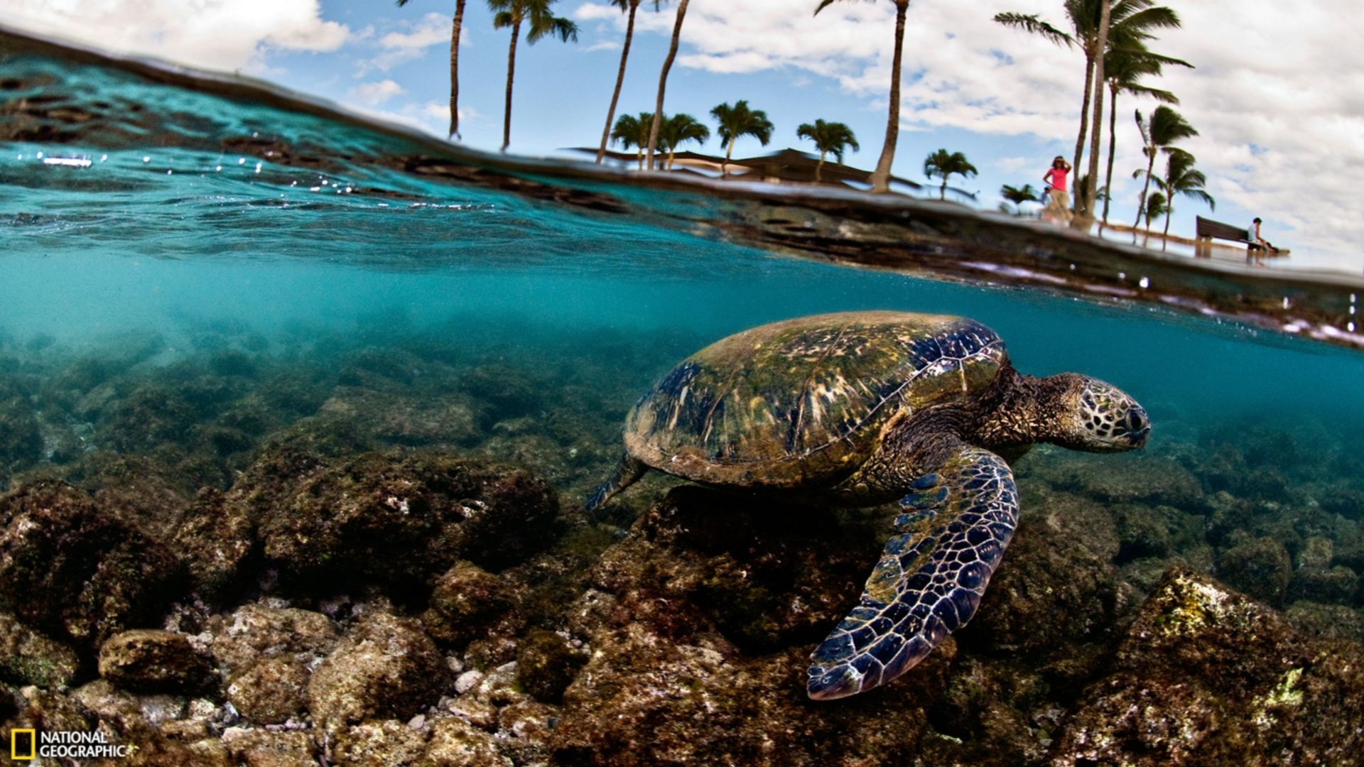 Sea Turtle Fb Cover , HD Wallpaper & Backgrounds