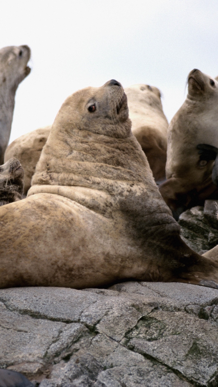 Foca animales focas Fondo de pantalla HD  Peakpx