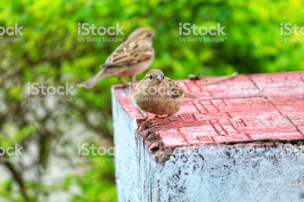 Beautiful House Sparrow Bird In Wild Nature Hd Wallpaper - Finch , HD Wallpaper & Backgrounds