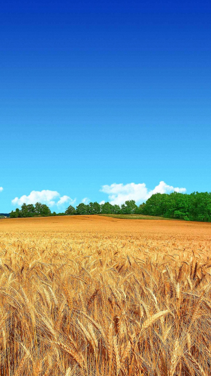 Hd Wallpapers Zip Group 60 Download For Free - Wheat Field Blue Sky , HD Wallpaper & Backgrounds