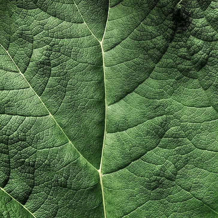 Green Leaf Photo, Topography, Explored, Hdr, Ps, Photoshop, - Hdr Close Up , HD Wallpaper & Backgrounds