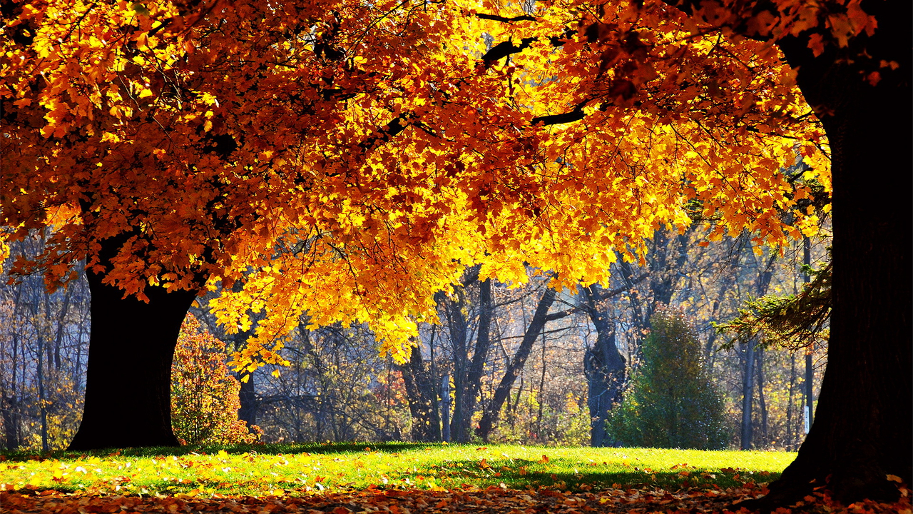 Bright Fall Background , HD Wallpaper & Backgrounds