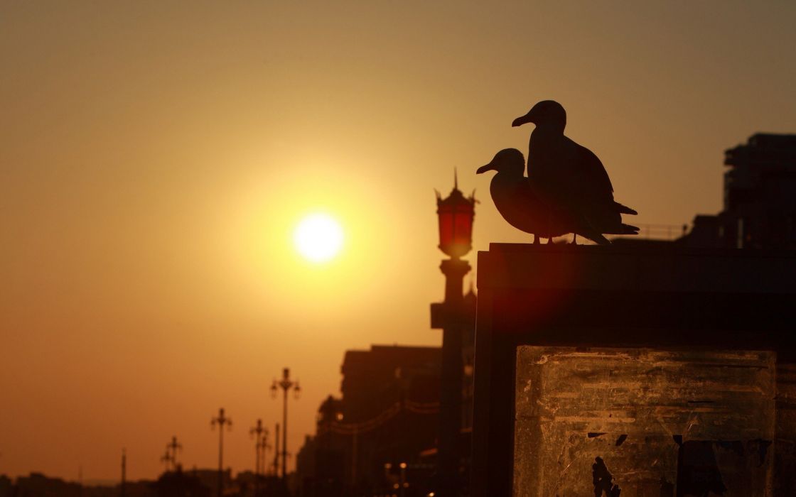 Sunset Birds Silhouettes Bridges Urban Seagulls Brighton - Seabird , HD Wallpaper & Backgrounds