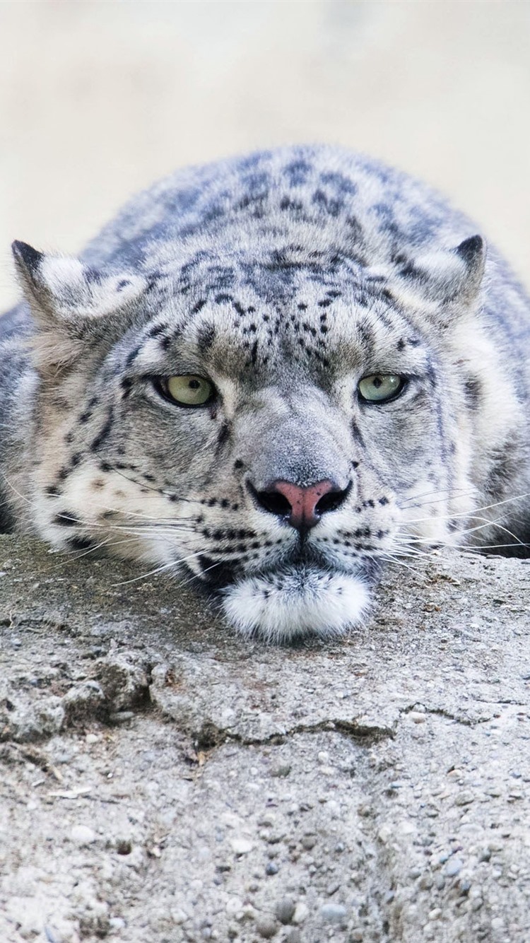 Iphone Wallpaper Snow Leopard, Rest, Stone, Look, Face - Panthère Des