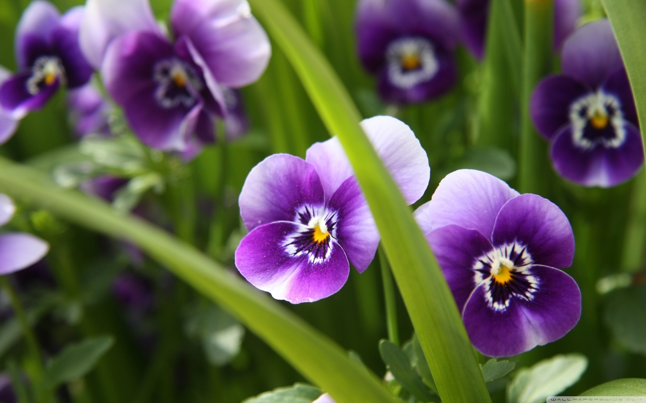 2560x1600, Pansy Flowers Wallpapers Hd Pictures - Pansy Flower Images Hd , HD Wallpaper & Backgrounds