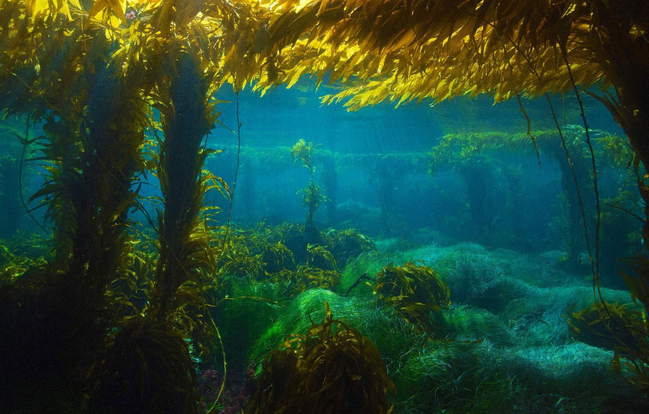 Photo Wallpaper Water, The Ocean, Ca, The Island Of - California Kelp Forest , HD Wallpaper & Backgrounds
