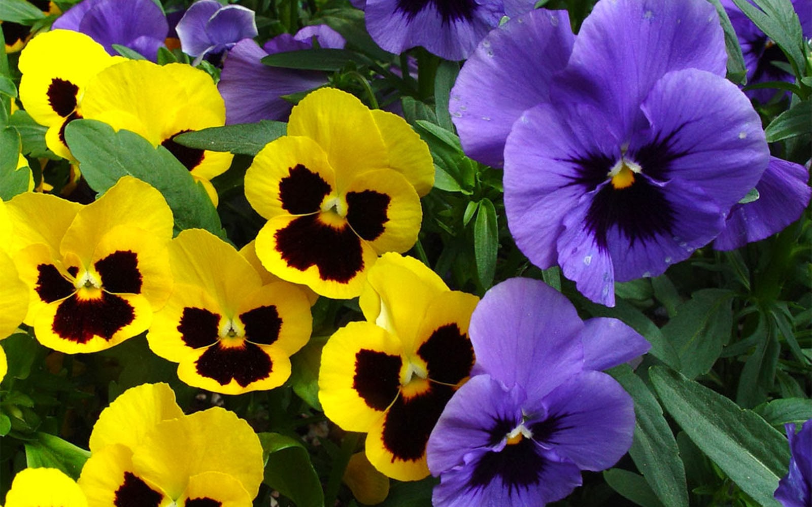 Pansy Flower , HD Wallpaper & Backgrounds