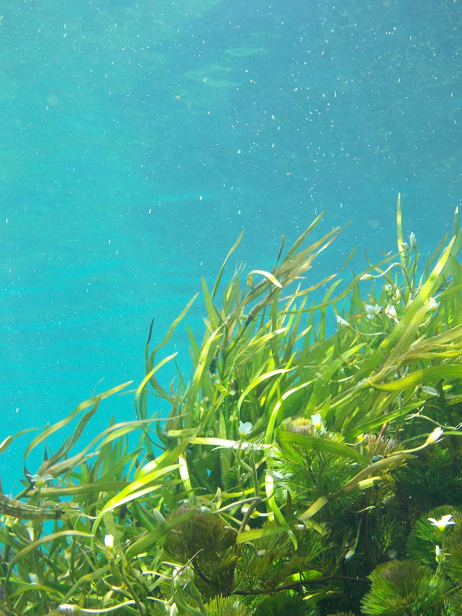 Underwater Photo Of Green Leaf Plants, Kelp, Seaweed, - Underwater Green Seaweed , HD Wallpaper & Backgrounds